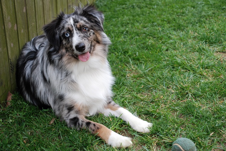 australian shepherds