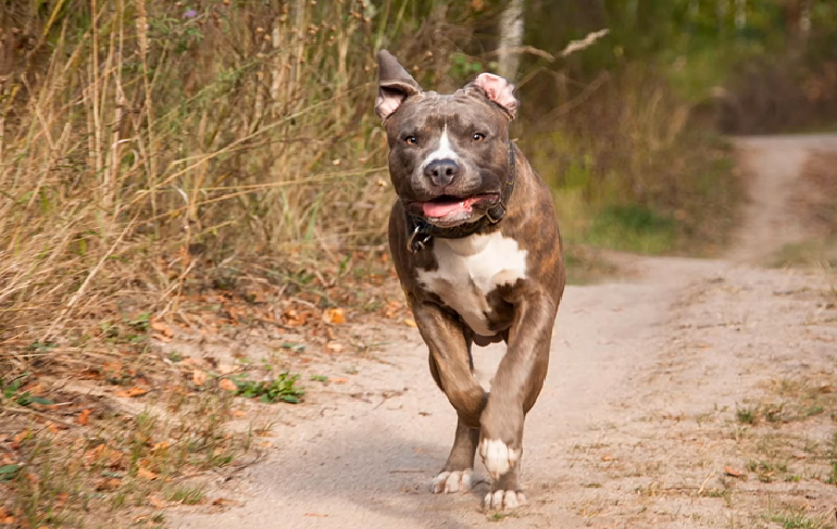 do blue nose pitbulls shed