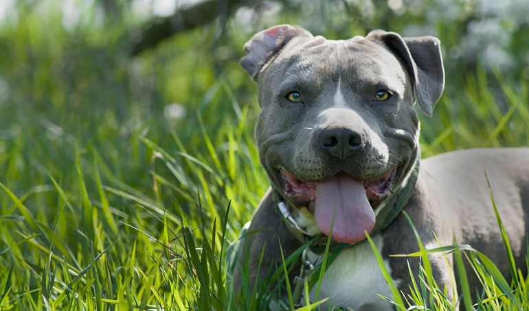 do blue nose pitbulls shed