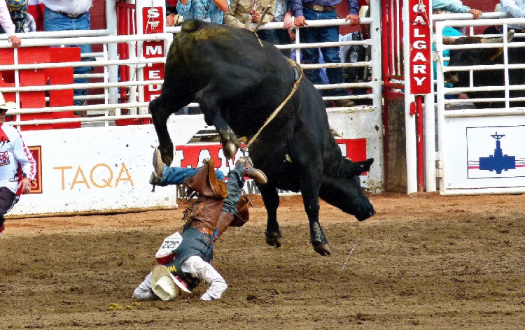 what happens to the bull after a bullfight