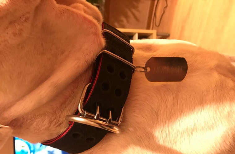 dog collar for pitbull