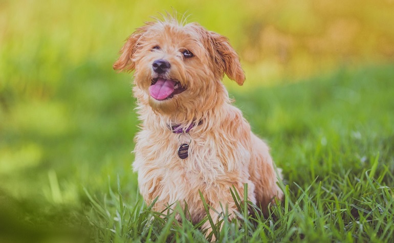 cavapoo dog