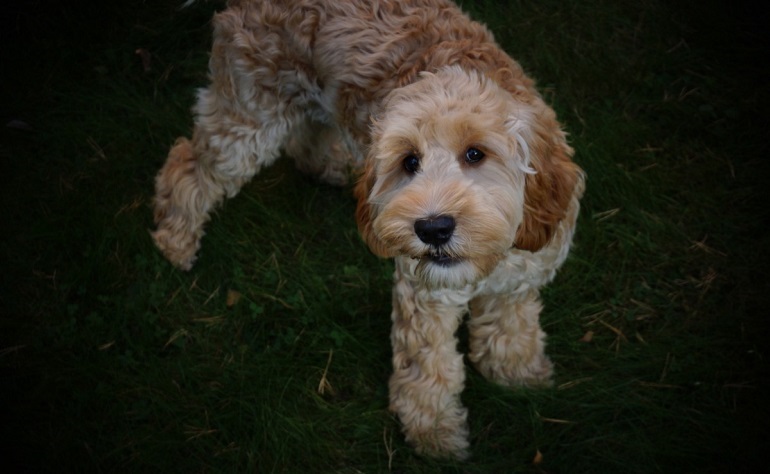 cavapoo puppy