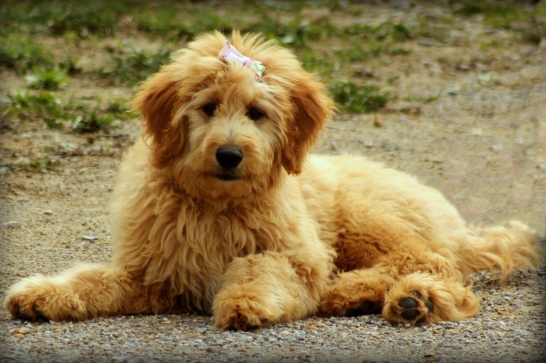 dog breed cavapoo