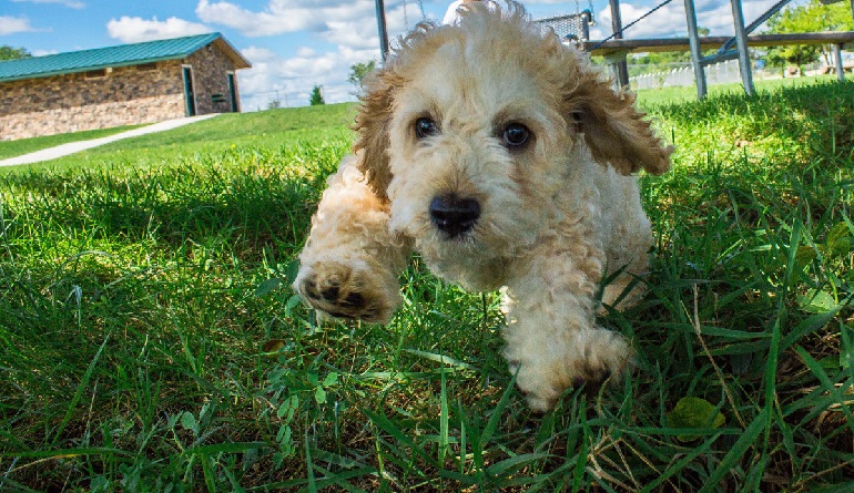 cavalier poodle