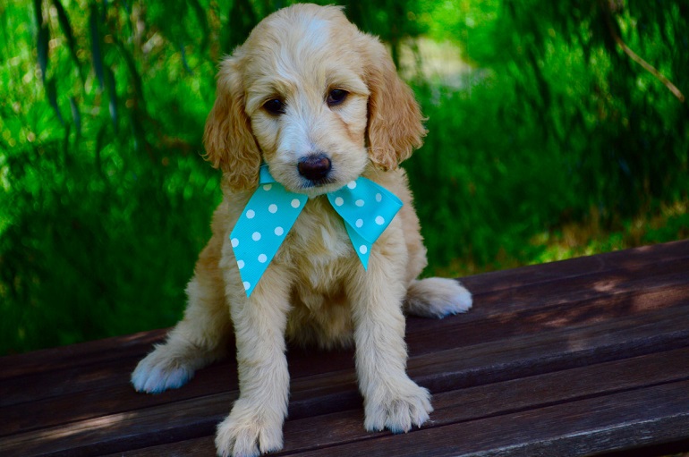 cavapoo puppy