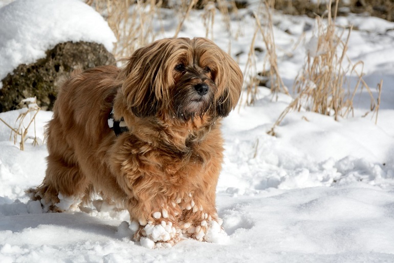 can you leave a cavapoo alone