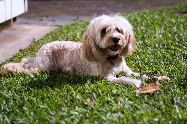 How Much Exercise Does A Cavapoo Need