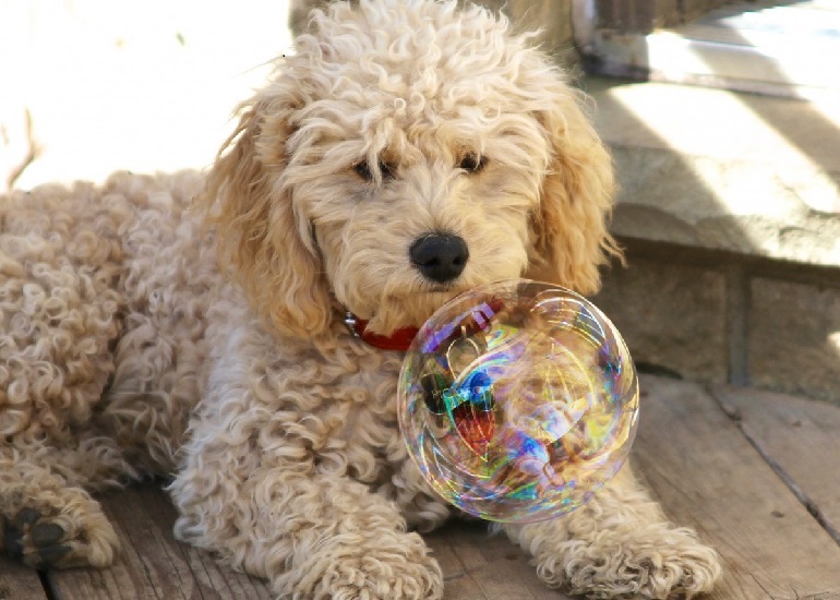 are cavapoos hypoallergenic dogs