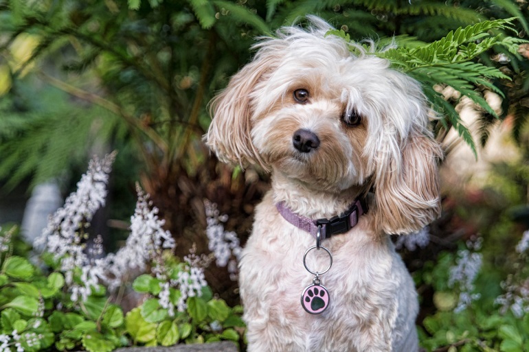 What do/did you feed your pup? : r/CavaPoo