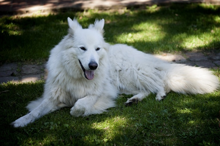 Long haired white store shepherd