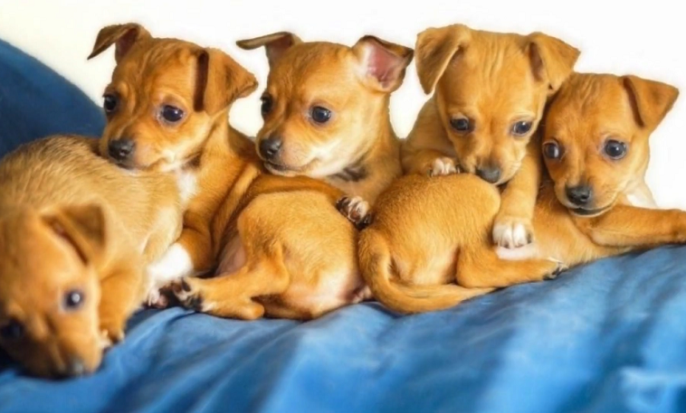 Chiweenie health sale issues