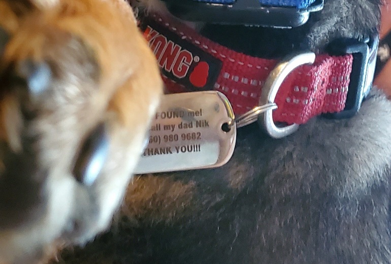 what should you put on your dogs tag