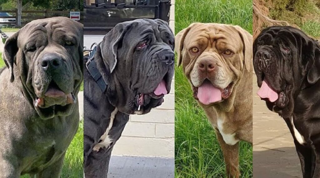 blue mastiff puppies