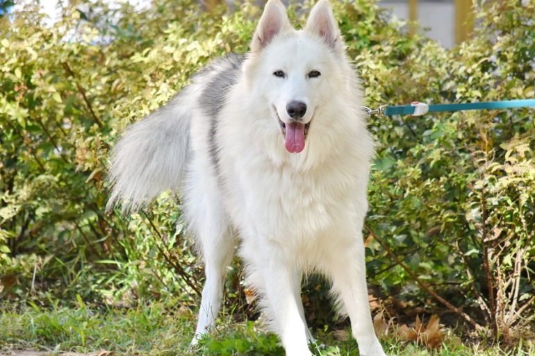 are white german shepherd rare