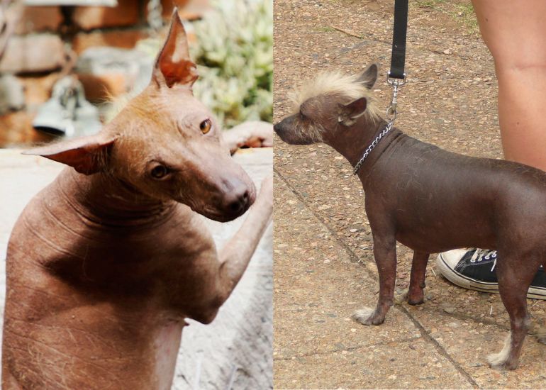 xoloitzcuintli with fur