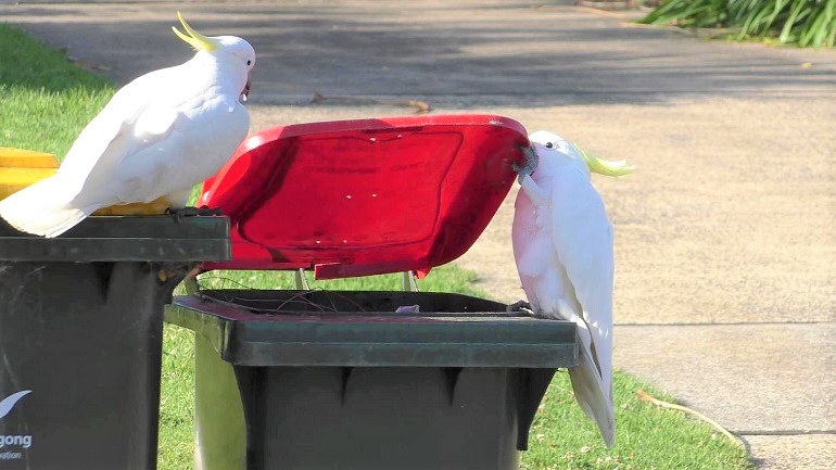 others 
Cockatoo Appearance