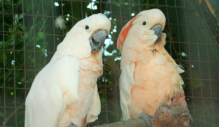 calm Cockatoo 