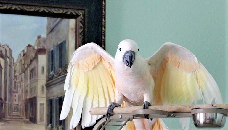 Cockatoo bird