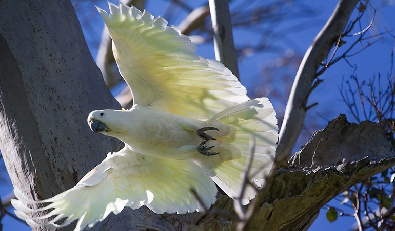 Cockatoo Fun