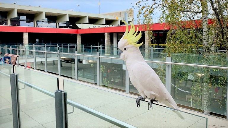 yellow tail Cockatoo