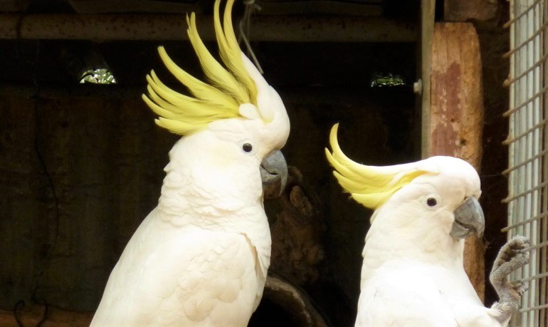 Gang-Gang Cockatoo - Facts, Diet, Habitat & Pictures on