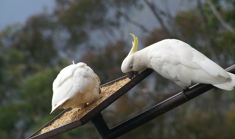 Cockatoo Appearance