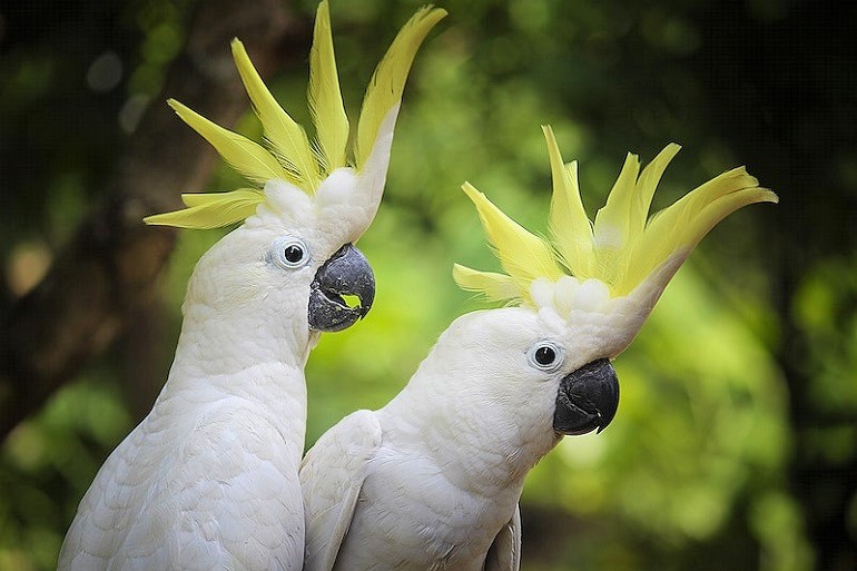 Cockatoo Family Life