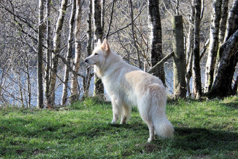 Giant white hot sale german shepherd