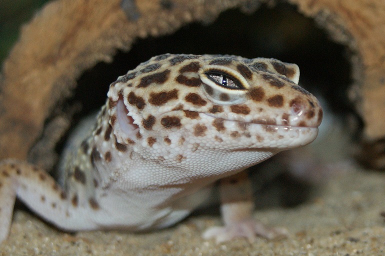 geckos vs lizards
