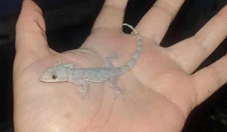 how big is a gecko
