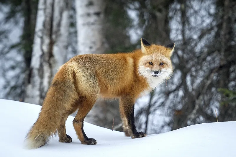 red tail fox