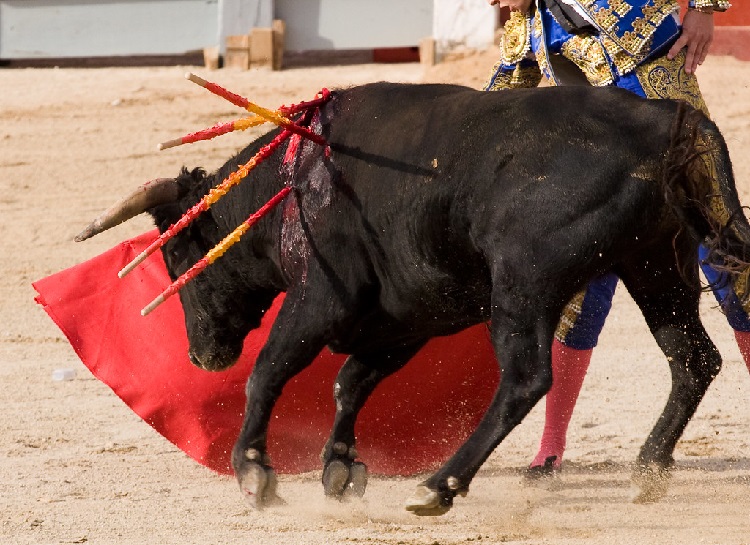 what happens to bulls after bullfights