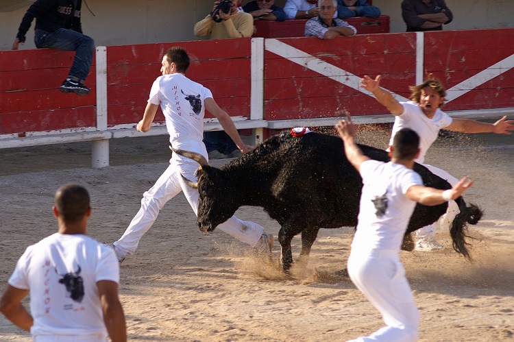 bullfighting cruel