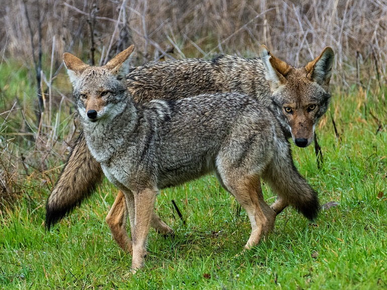 coyotes
