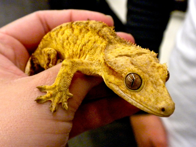 Gecko - The Colorful, Unique Reptile | Types, Diet, And More