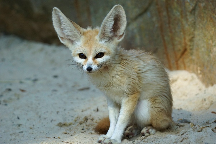 fennec fox baby