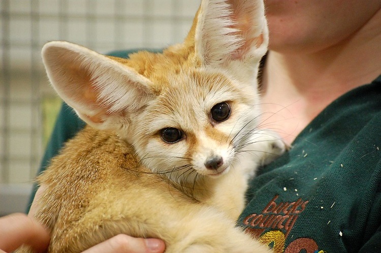 fennec fox size