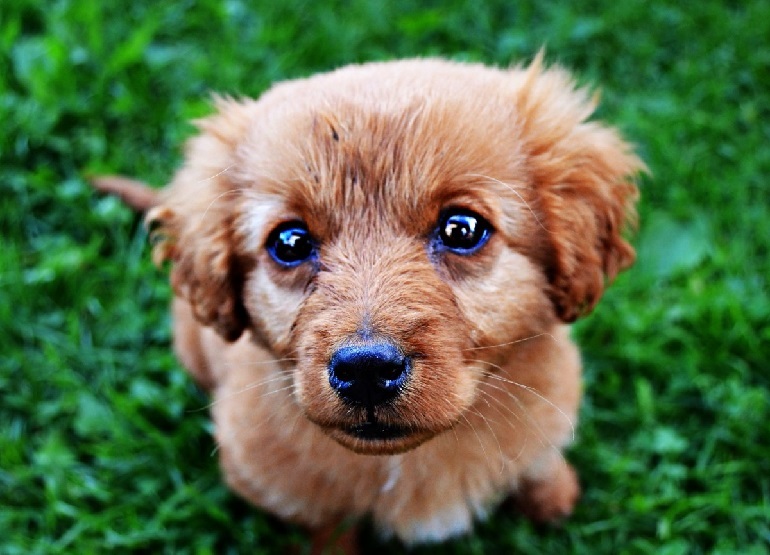 standard goldendoodle size