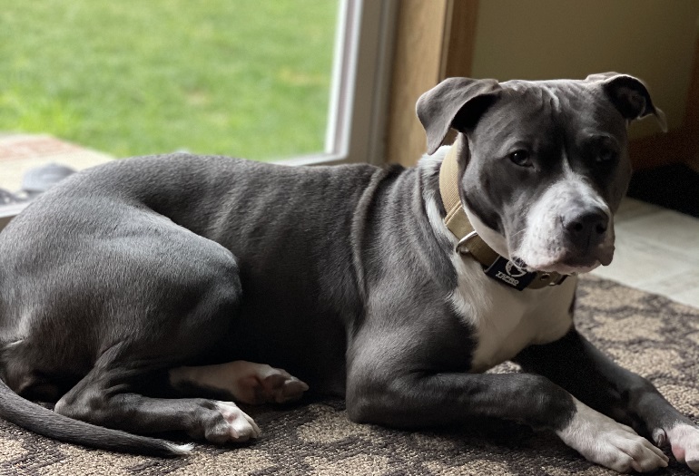 Are Harnesses Or Collars Better For Dogs