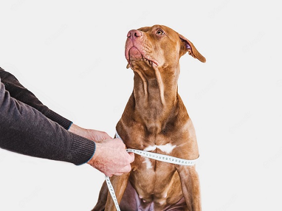 how do you measure a dog for a martingale collar