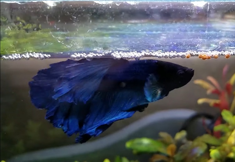 My betta fish is at clearance the bottom of the tank