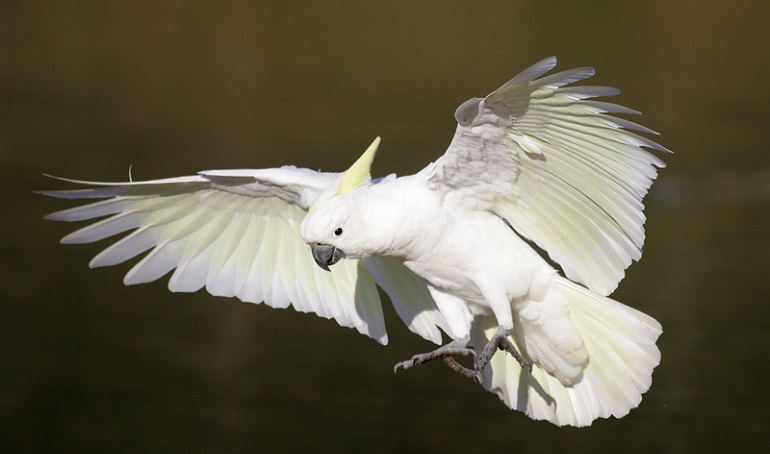 Cockatoo feather