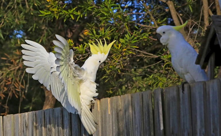 cockatoo family