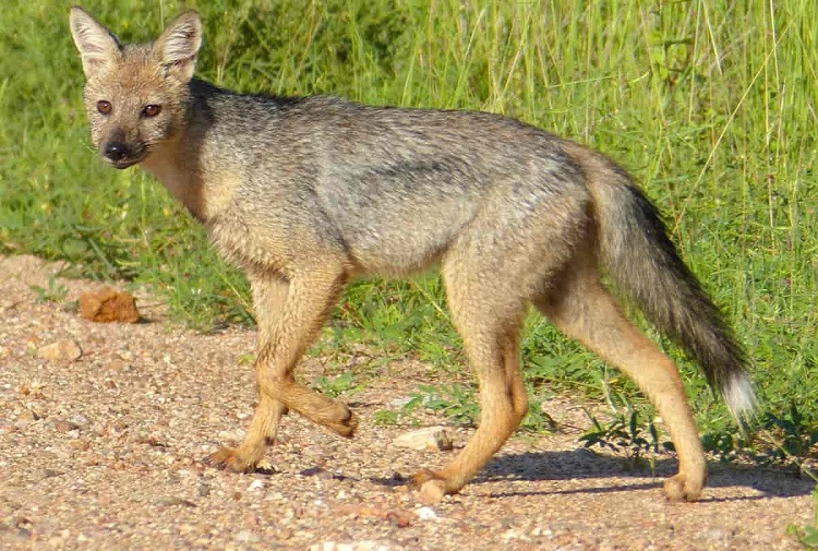 black jackal dog