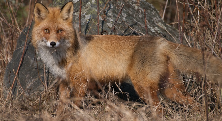 The Timid and Curious Red Fox - Nature Canada