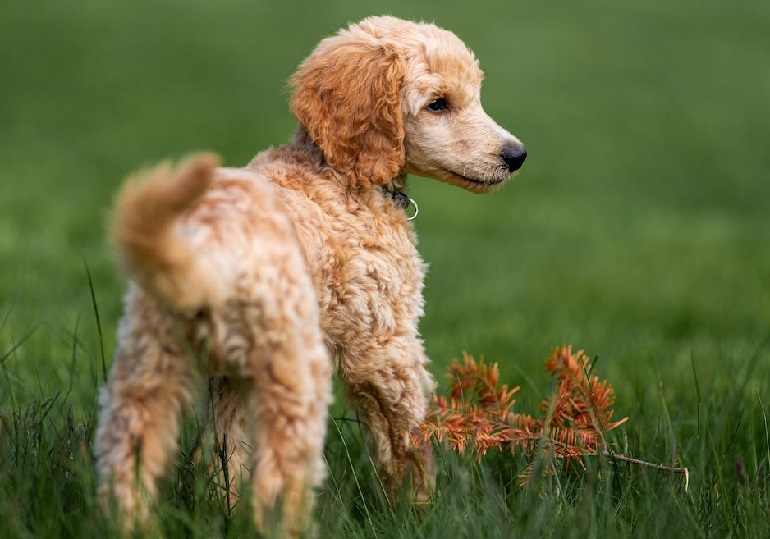 With all love to my 8-month old puppy, are toy poodles known to be as  intelligent as standard poodles? : r/poodles