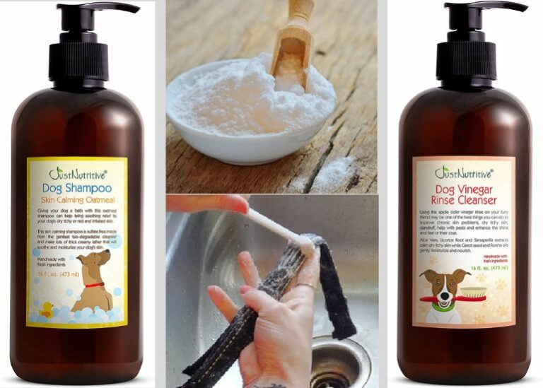 How To Clean Dog Collar All You Need To KnowWAF