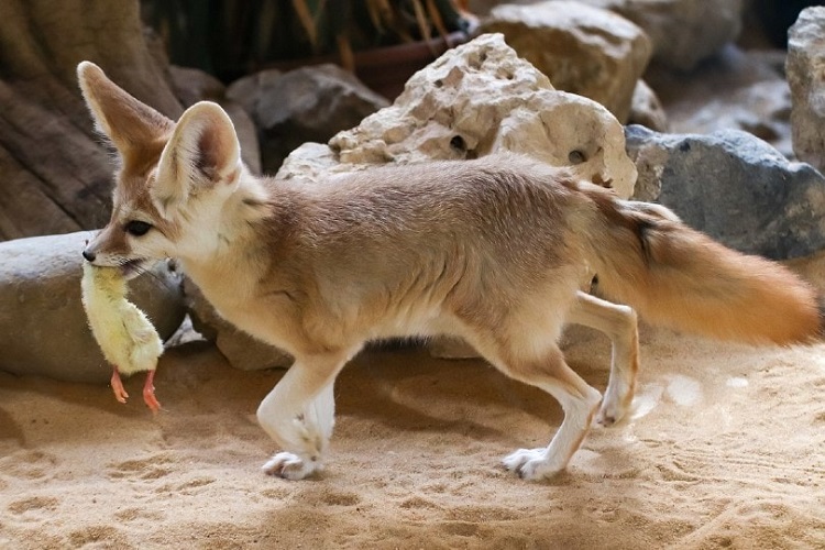 domestic fennec foxes