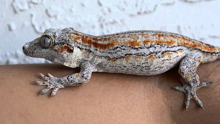 gecko lizards